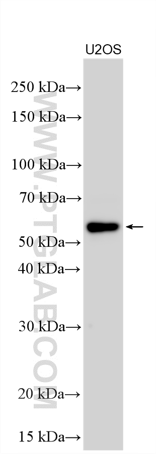 WB analysis using 33573-1-AP Western Blot (WB) analysis of various lysates using PRDM11 Polyclonal antibody (33573-1-AP)