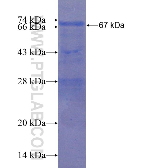 PRDM15 fusion protein Ag22296 SDS-PAGE
