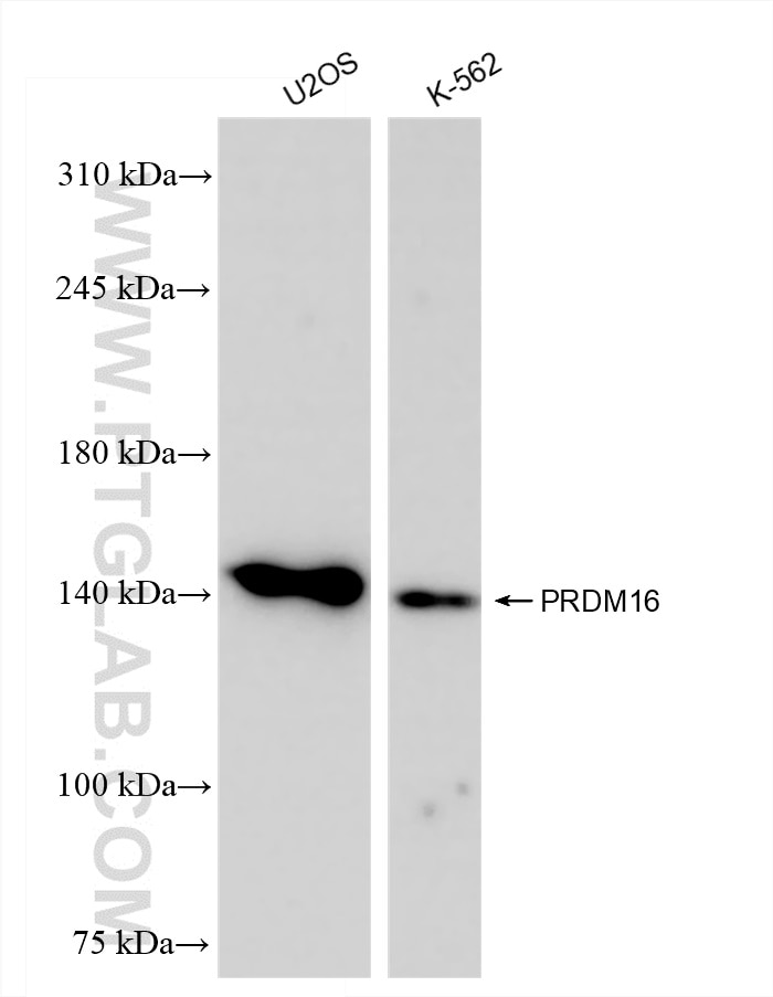 Western Blot (WB) analysis of various lysates using PRDM16 Recombinant antibody (83872-1-RR)