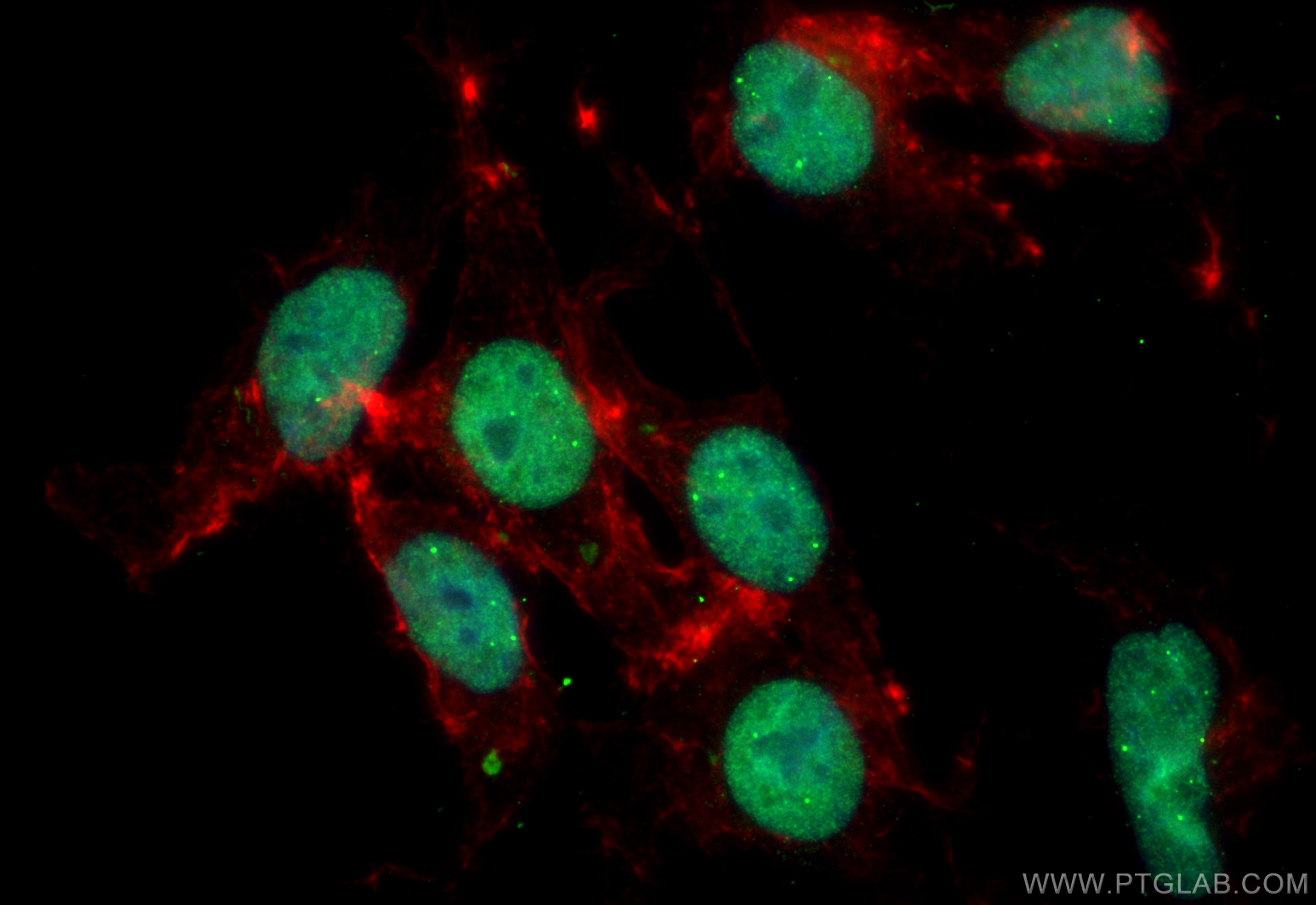 Immunofluorescence (IF) / fluorescent staining of HEK-293 cells using CoraLite® Plus 488-conjugated PRDM16 Recombinant a (CL488-83872)
