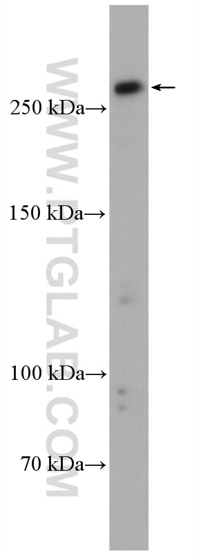 WB analysis of HeLa using 27718-1-AP