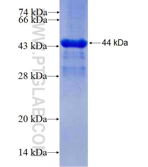 PRDM2 fusion protein Ag26769 SDS-PAGE