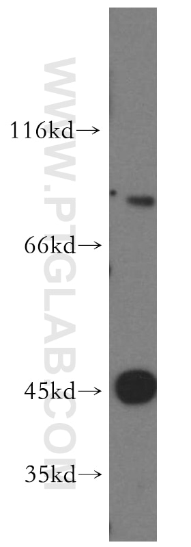 Western Blot (WB) analysis of COLO 320 cells using PRDM4 Polyclonal antibody (13792-1-AP)