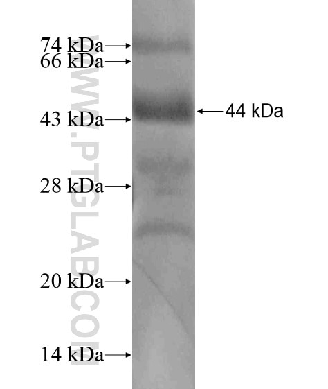 PRDM4 fusion protein Ag19675 SDS-PAGE