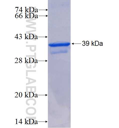 PRDM5 fusion protein Ag5277 SDS-PAGE