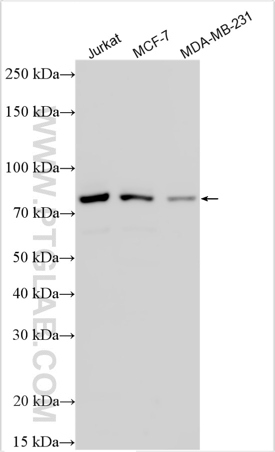 Western Blot (WB) analysis of various lysates using PRDM6 Polyclonal antibody (33205-1-AP)