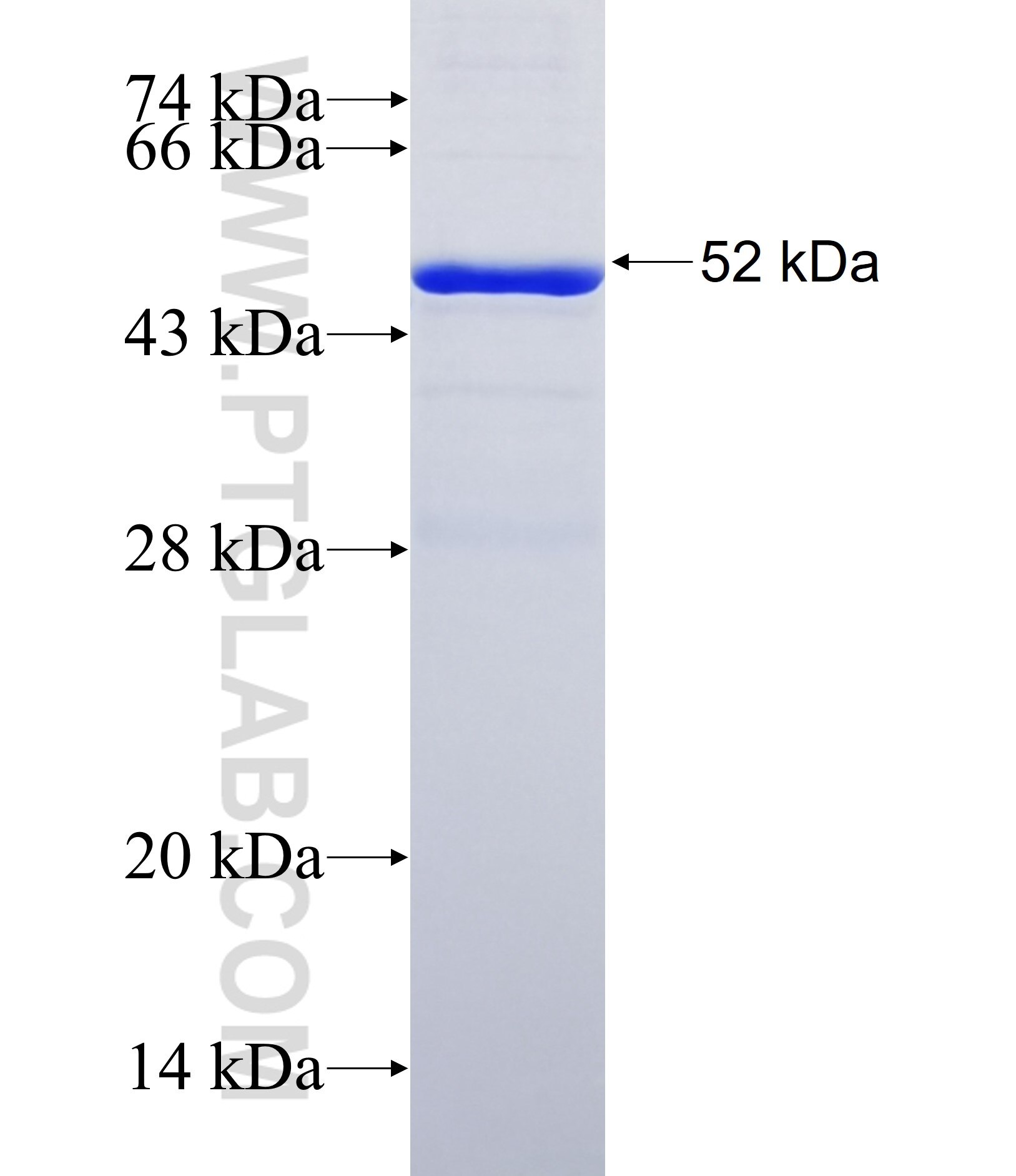 PRDM6 fusion protein Ag38054 SDS-PAGE PRDM6 fusion protein Ag38054 SDS-PAGE