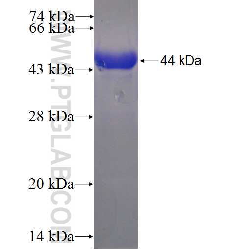 PRDM8 fusion protein Ag23413 SDS-PAGE