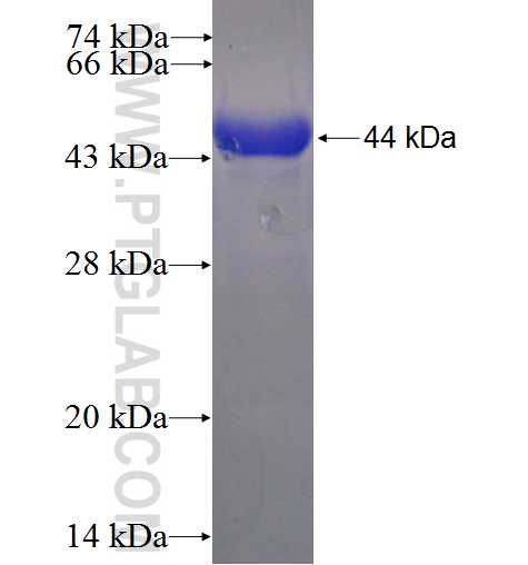 PRDM8 fusion protein Ag23413 SDS-PAGE