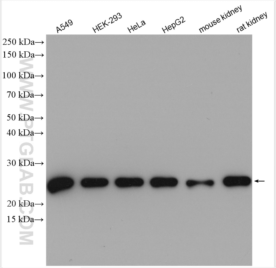 Western Blot (WB) analysis of various lysates using PRDX1 Polyclonal antibody (15816-1-AP)