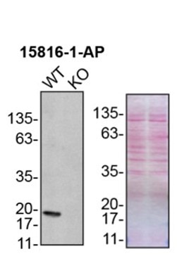 Western Blot (WB) analysis of U2OS cells using PRDX1 Polyclonal antibody (15816-1-AP)