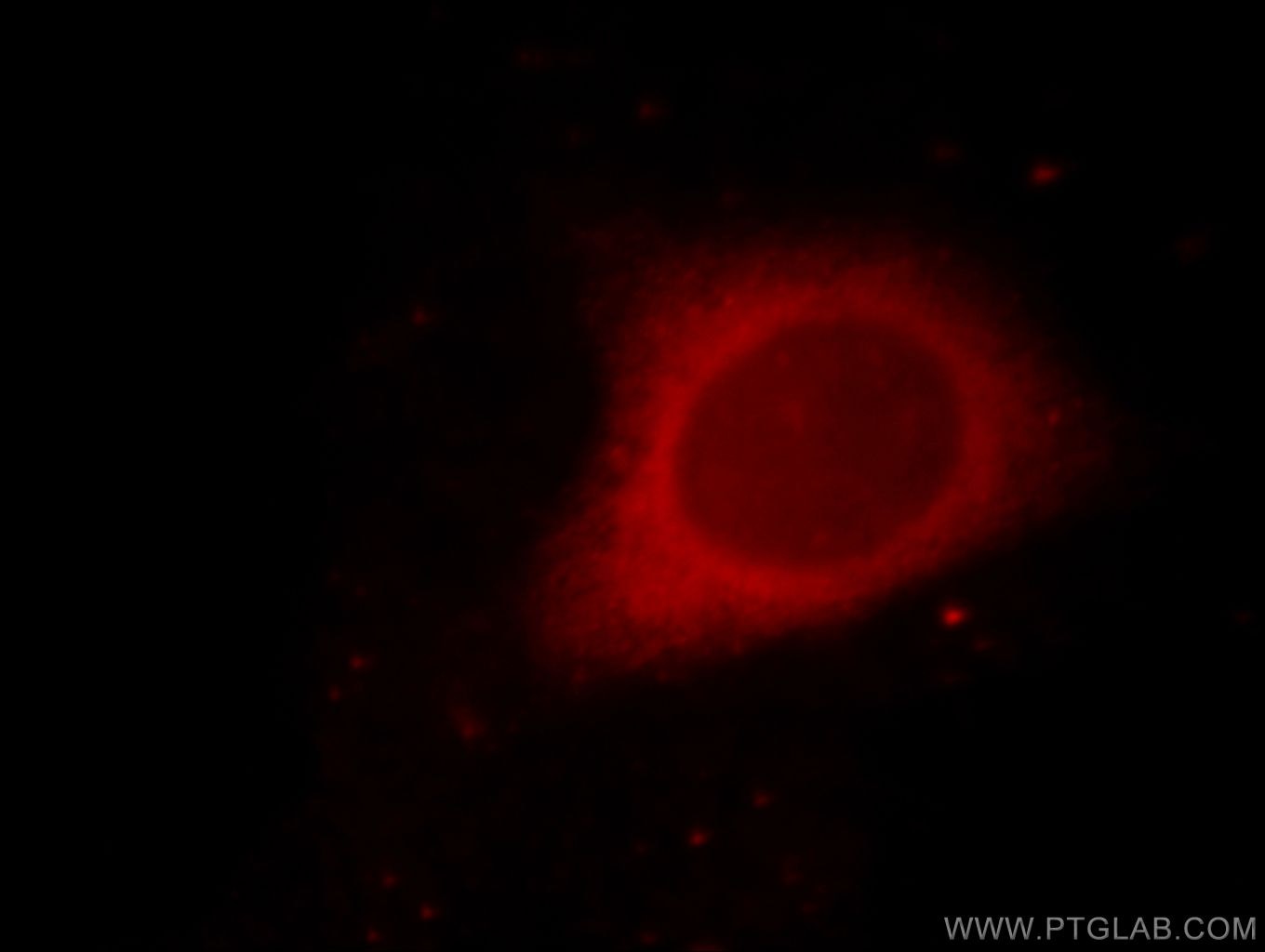 Immunofluorescence (IF) / fluorescent staining of HeLa cells using PRDX1 Polyclonal antibody (20568-1-AP)