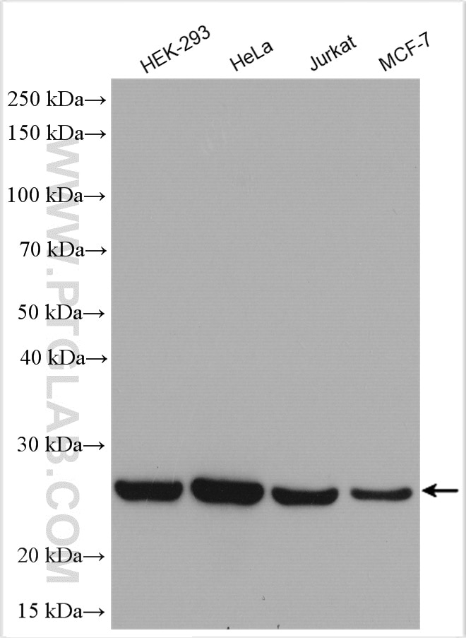 Western Blot (WB) analysis of various lysates using PRDX1 Polyclonal antibody (20568-1-AP)