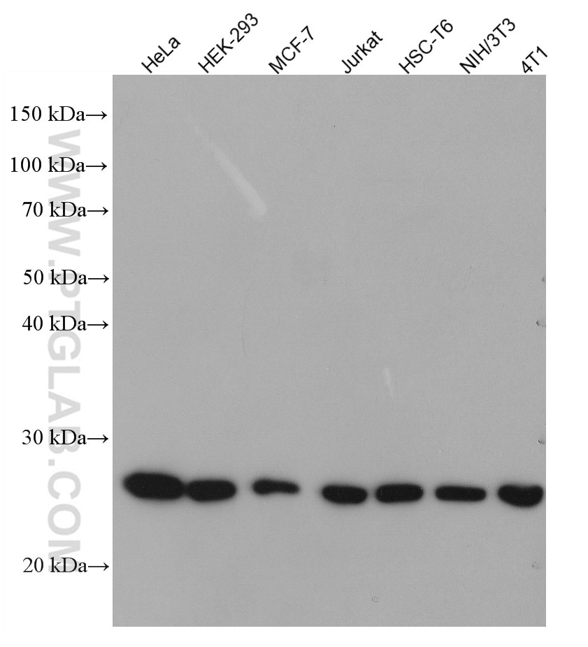 Western Blot (WB) analysis of various lysates using PRDX1 Monoclonal antibody (66820-1-Ig)