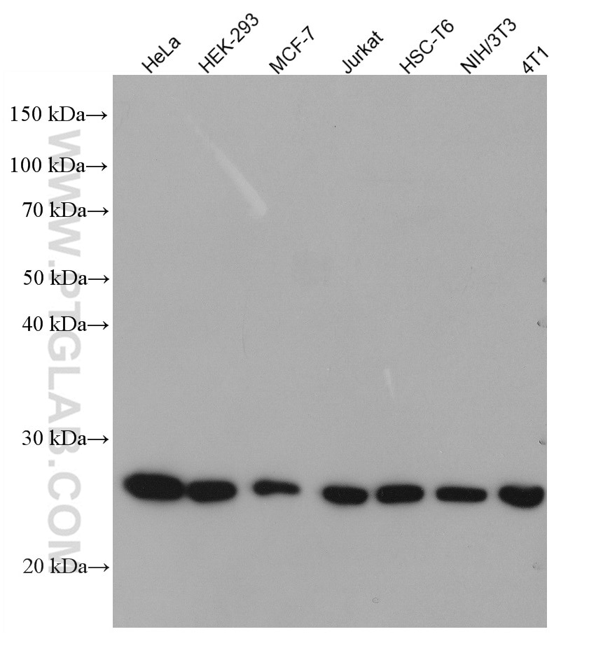 WB analysis using 66820-1-Ig