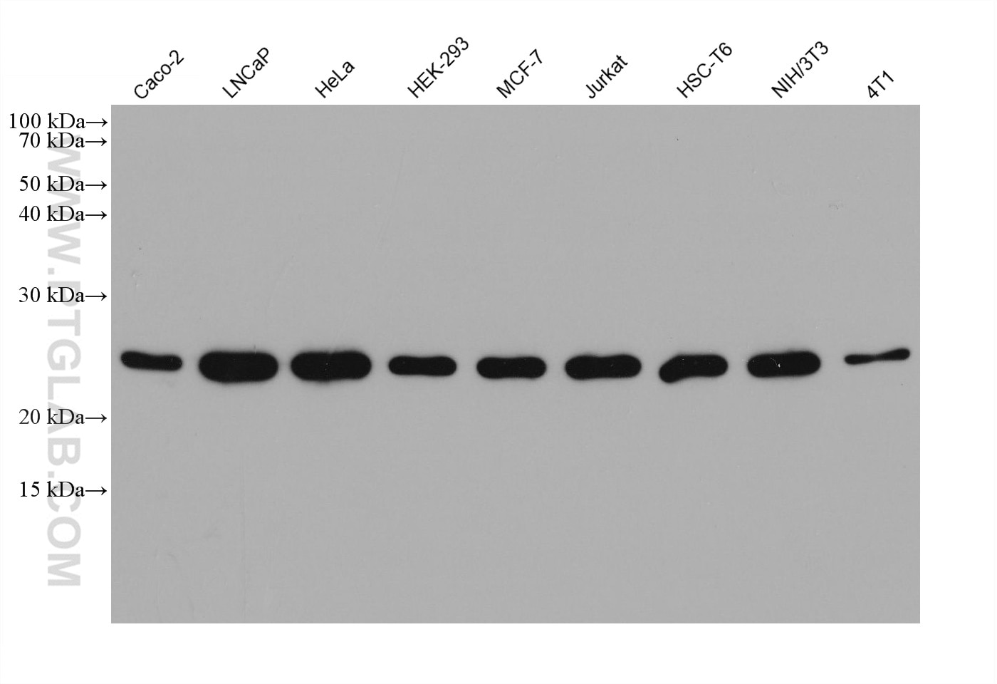 Western Blot (WB) analysis of various lysates using PRDX1 Monoclonal antibody (66820-1-Ig)