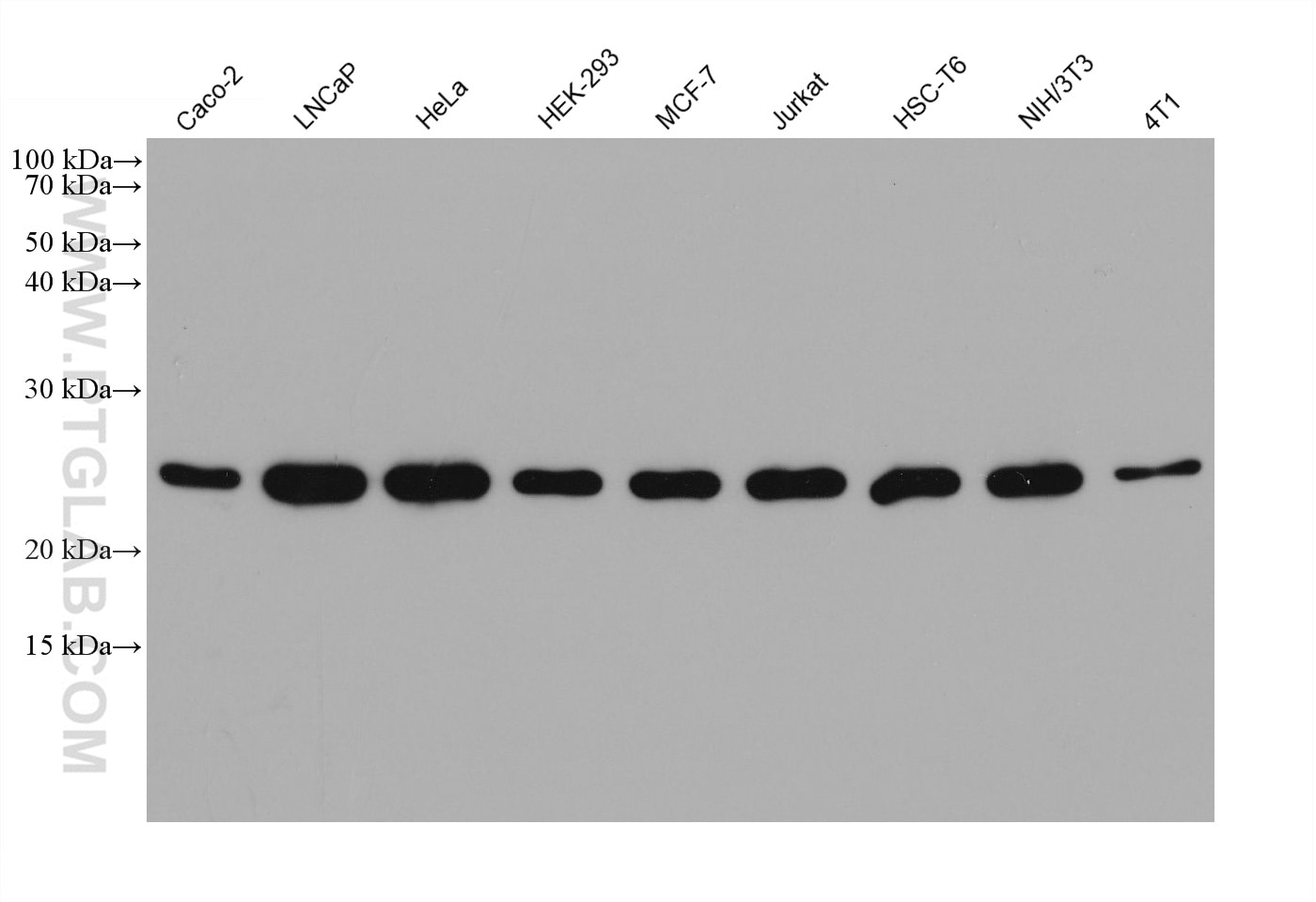 WB analysis using 66820-1-Ig