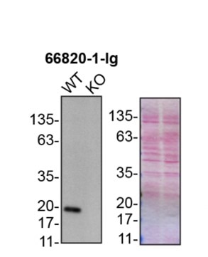 Western Blot (WB) analysis of U2OS cells using PRDX1 Monoclonal antibody (66820-1-Ig)