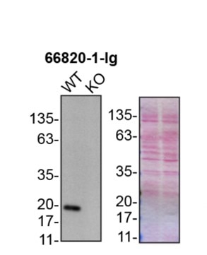 WB analysis of U2OS using 66820-1-Ig