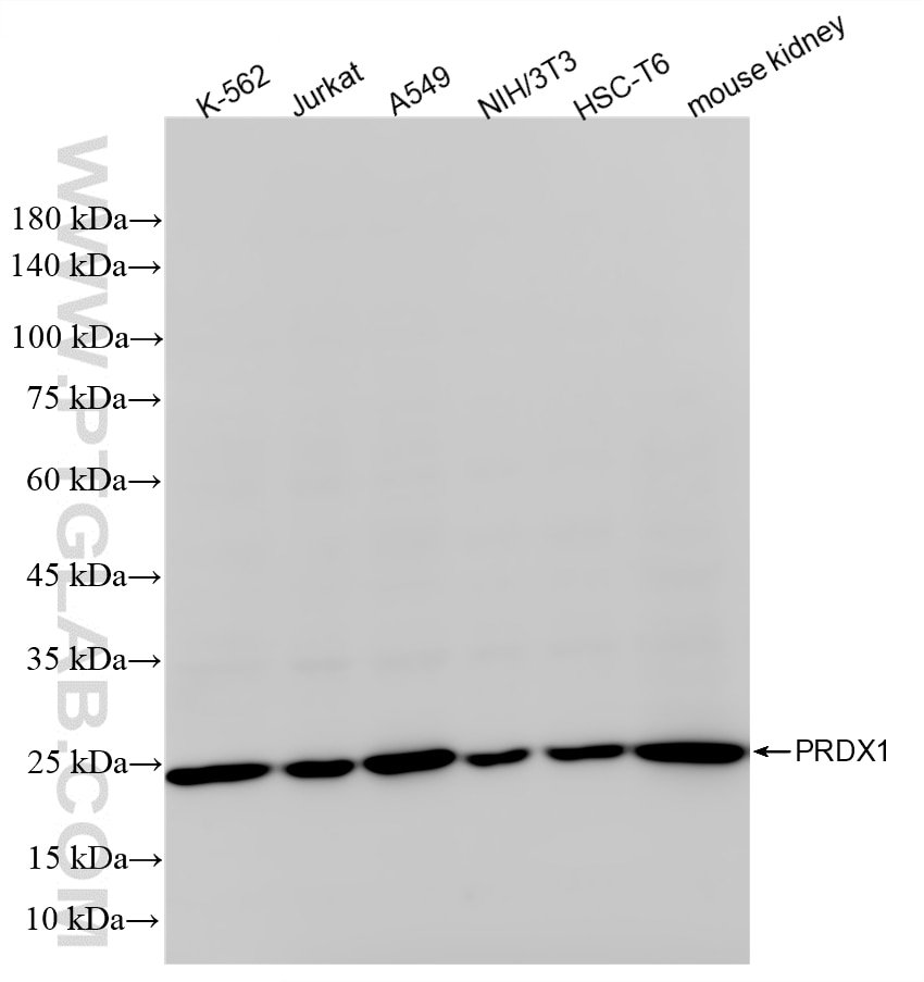 Western Blot (WB) analysis of various lysates using PRDX1 Recombinant monoclonal antibody (86589-1-RR)