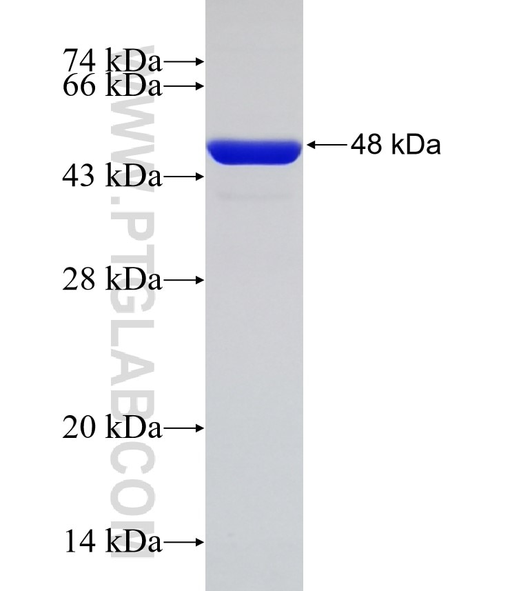 PRDX1 fusion protein Ag8602 SDS-PAGE