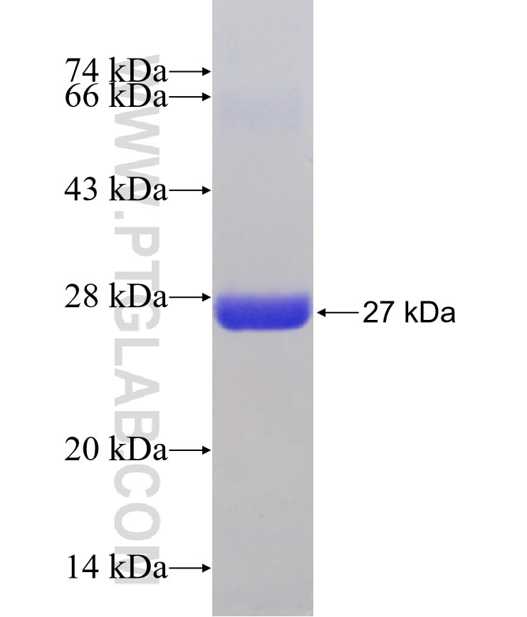 PRDX1 fusion protein Ag8821 SDS-PAGE