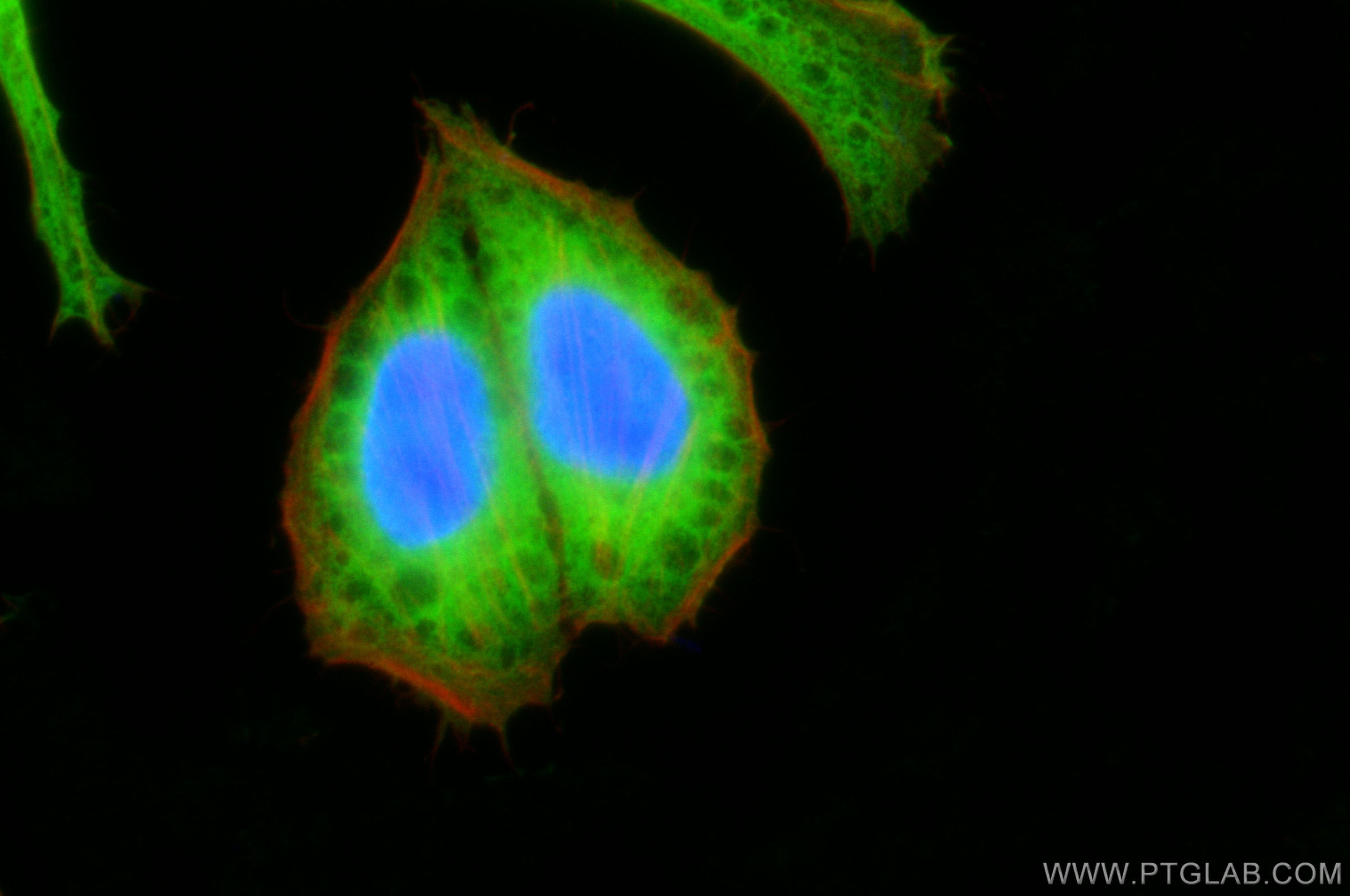 Immunofluorescence (IF) / fluorescent staining of HepG2 cells using peroxiredoxin 2 Polyclonal antibody (10545-2-AP)