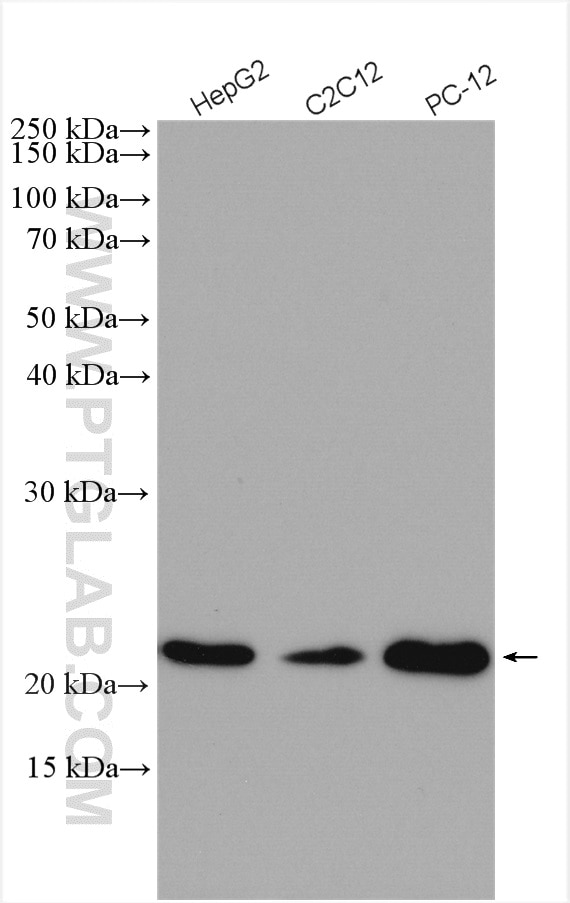 Western Blot (WB) analysis of various lysates using peroxiredoxin 2 Polyclonal antibody (10545-2-AP)