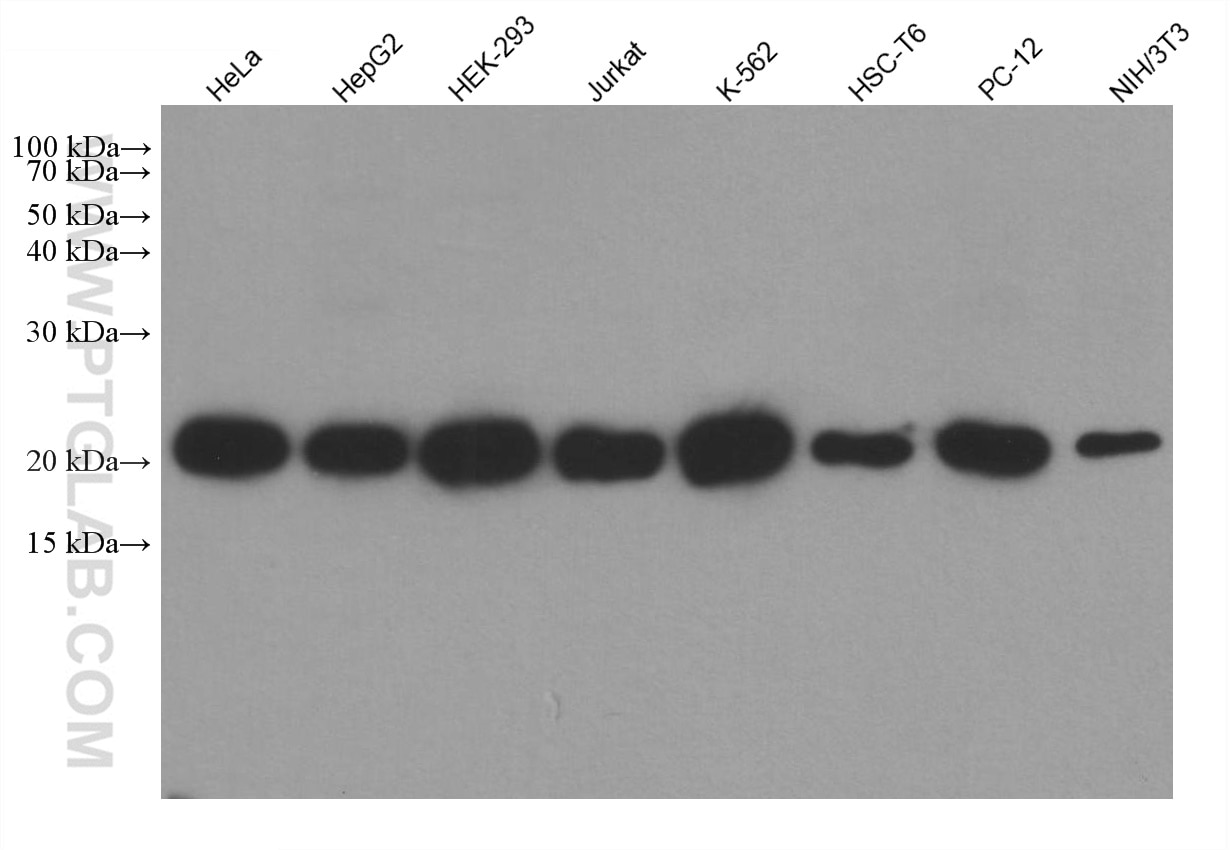 Western Blot (WB) analysis of various lysates using peroxiredoxin 2 Monoclonal antibody (60202-1-Ig)