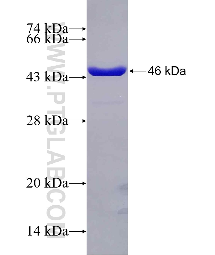 PRDX2 fusion protein Ag0835 SDS-PAGE