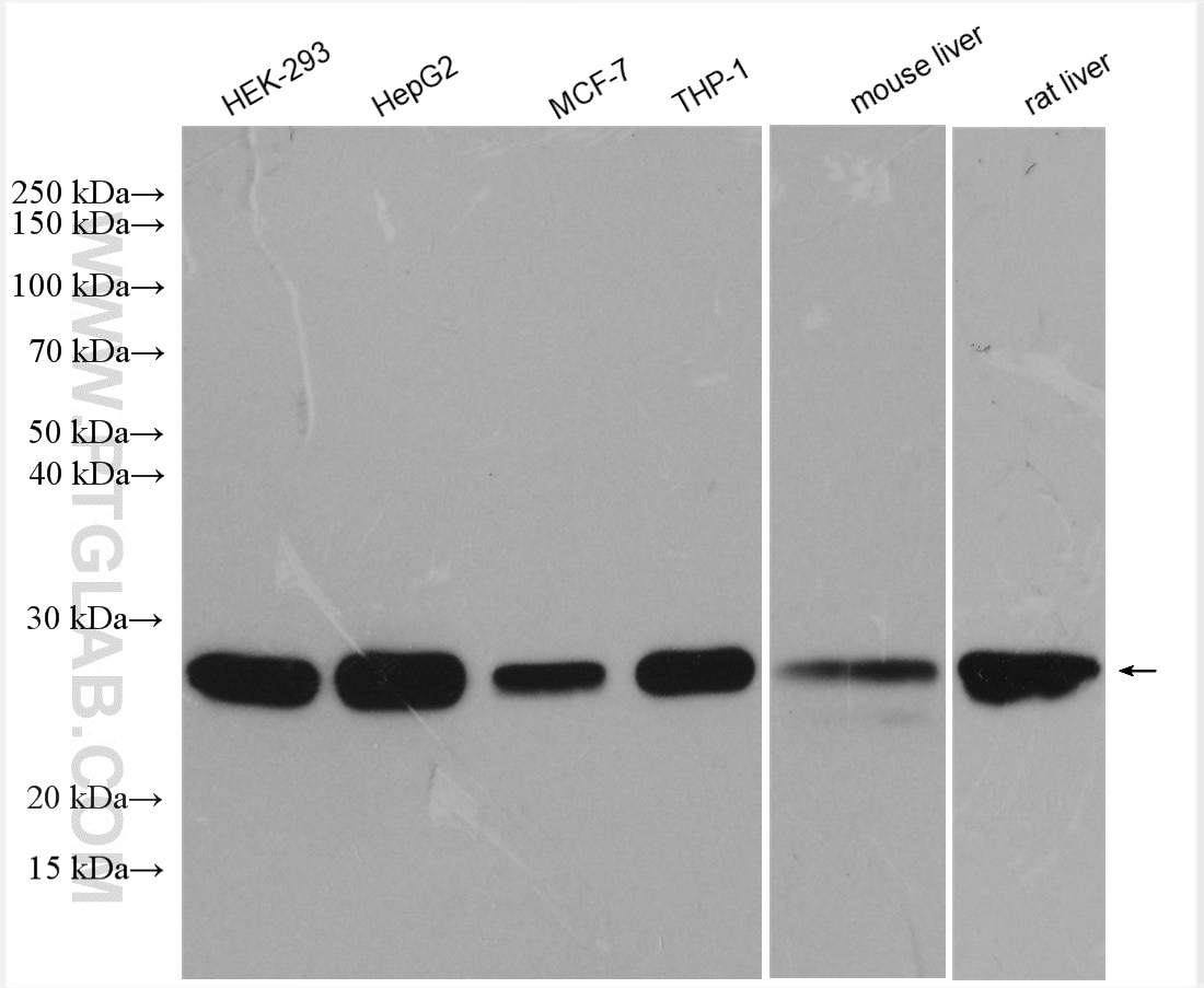 Western Blot (WB) analysis of various lysates using PRDX3 Polyclonal antibody (55087-1-AP)