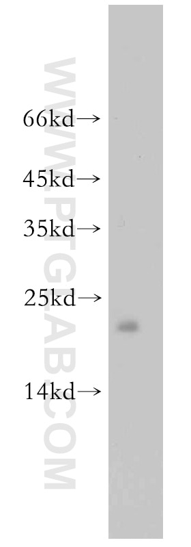 Western Blot (WB) analysis of HeLa cells using PRDX3 Polyclonal antibody (55087-1-AP)