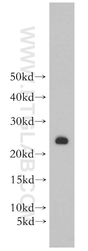 Western Blot (WB) analysis of MCF-7 cells using PRDX3 Polyclonal antibody (55087-1-AP)