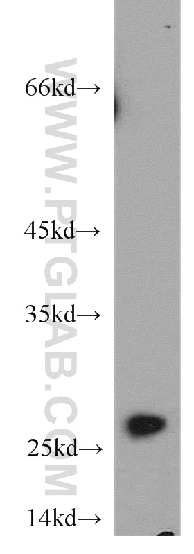 Western Blot (WB) analysis of HepG2 cells using PRDX3 Polyclonal antibody (55087-1-AP)