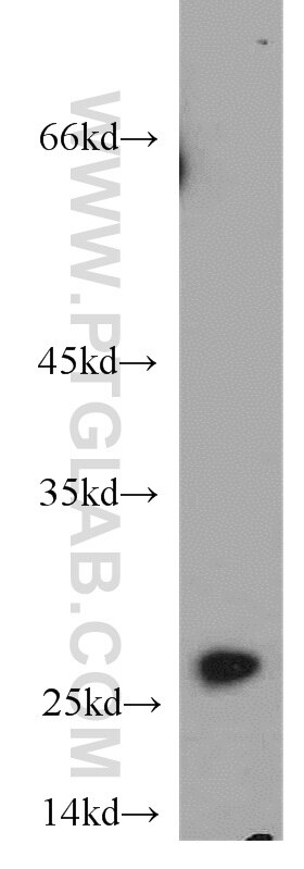 WB analysis of HepG2 using 55087-1-AP