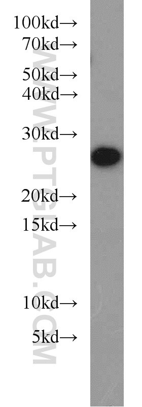 Western Blot (WB) analysis of MCF-7 cells using PRDX3 Polyclonal antibody (55087-1-AP)