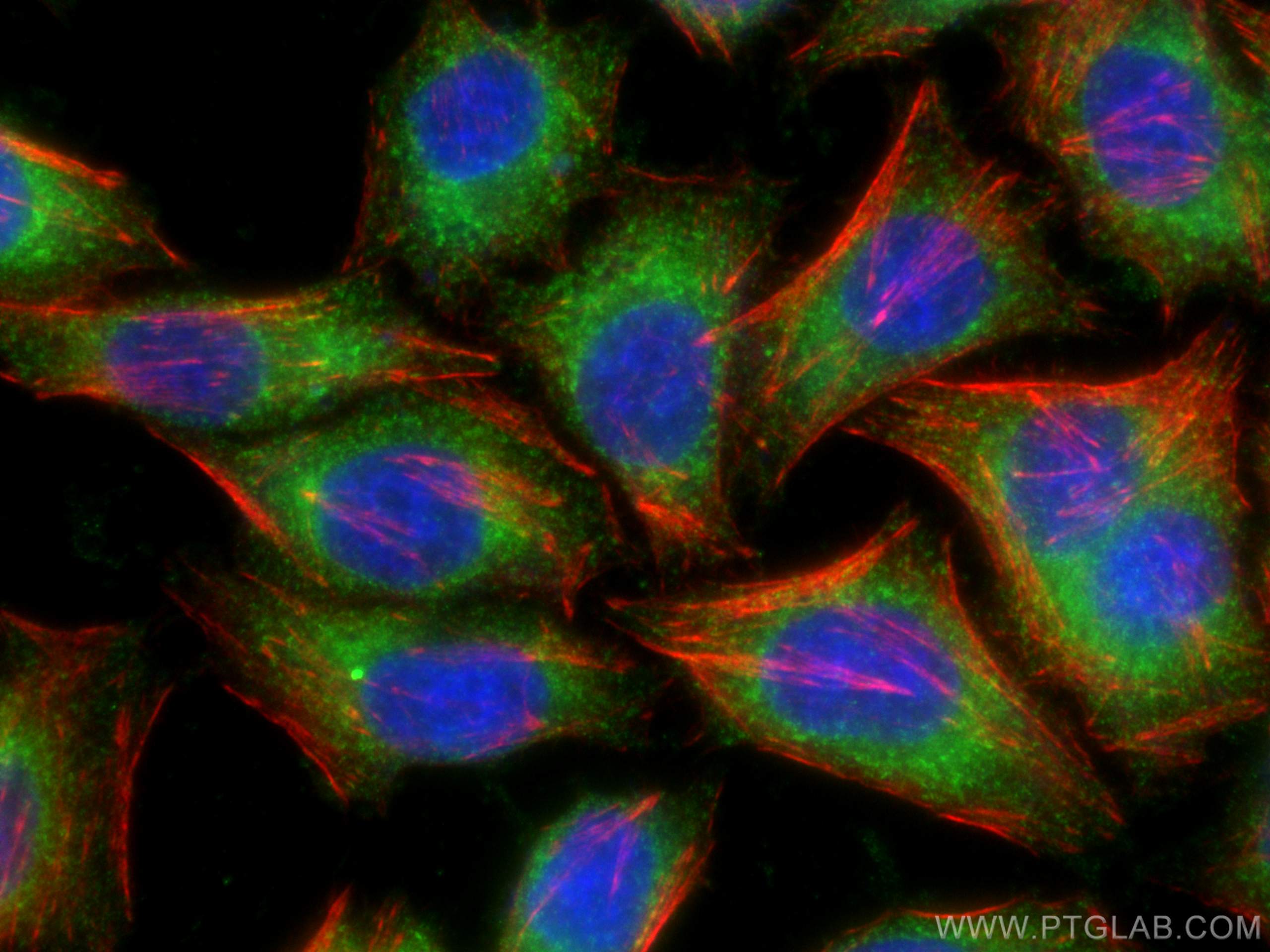 Immunofluorescence (IF) / fluorescent staining of HepG2 cells using PRDX4 Polyclonal antibody (10703-1-AP)