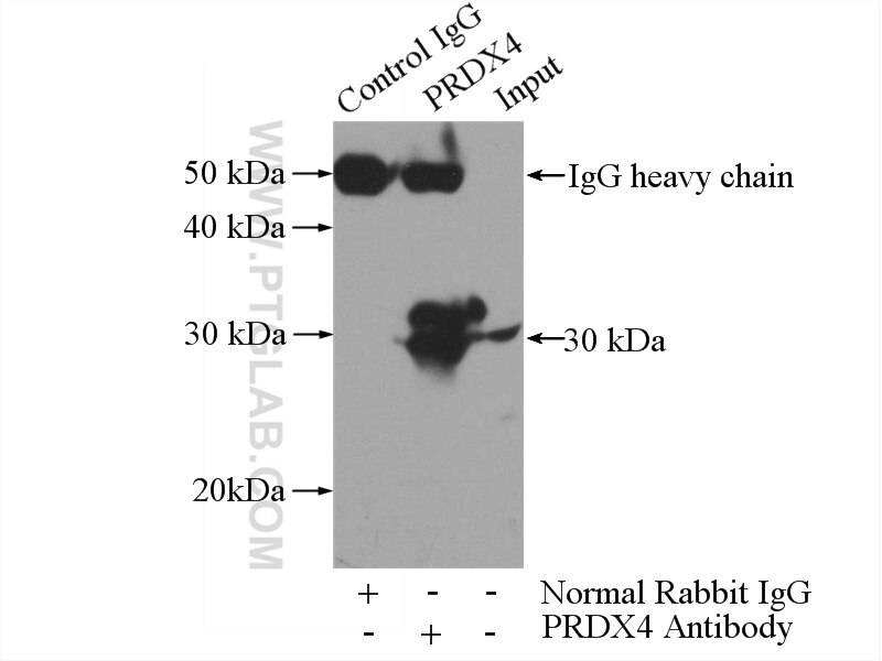 Immunoprecipitation (IP) experiment of HepG2 cells using PRDX4 Polyclonal antibody (10703-1-AP)