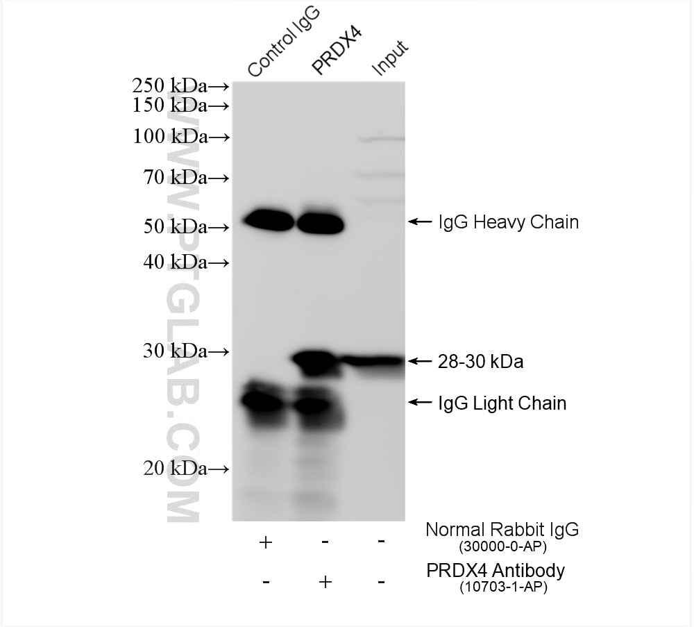 Immunoprecipitation (IP) experiment of HepG2 cells using PRDX4 Polyclonal antibody (10703-1-AP)