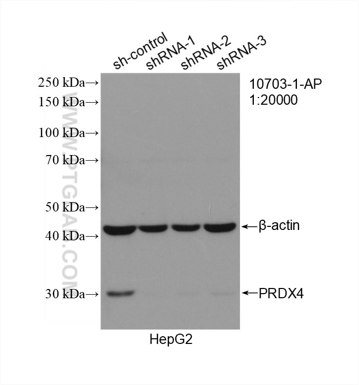 Western Blot (WB) analysis of HepG2 cells using PRDX4 Polyclonal antibody (10703-1-AP)