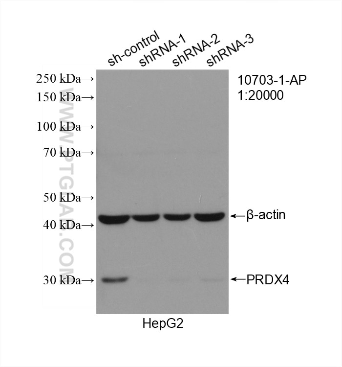 WB analysis of HepG2 using 10703-1-AP