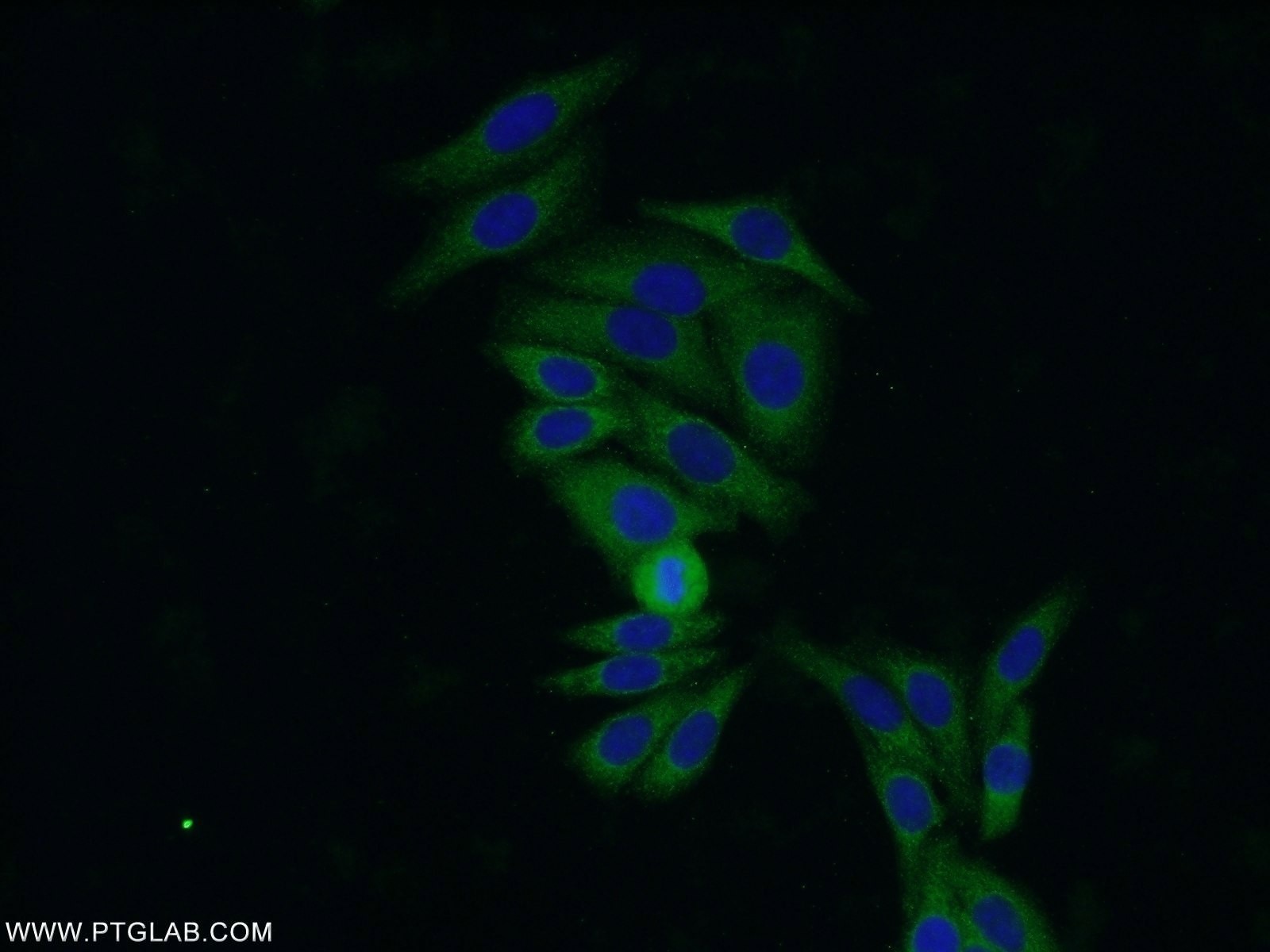 Immunofluorescence (IF) / fluorescent staining of HepG2 cells using PRDX4 Monoclonal antibody (60286-1-Ig)