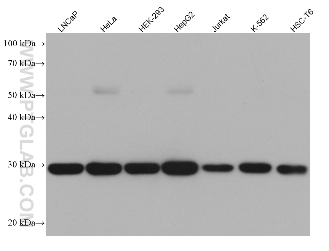 Western Blot (WB) analysis of various lysates using PRDX4 Monoclonal antibody (60286-1-Ig)