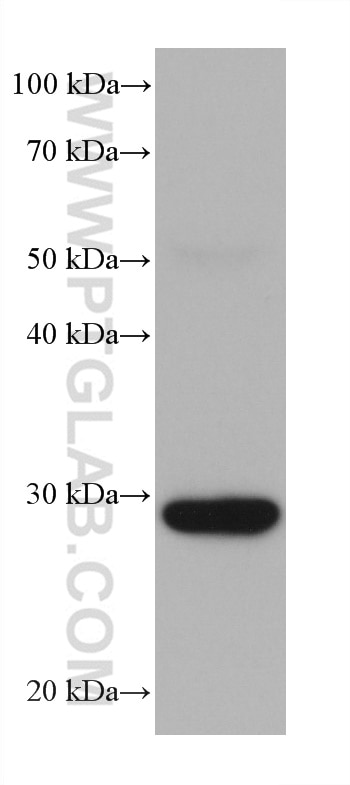 Western Blot (WB) analysis of NIH/3T3 cells using PRDX4 Monoclonal antibody (60286-1-Ig)