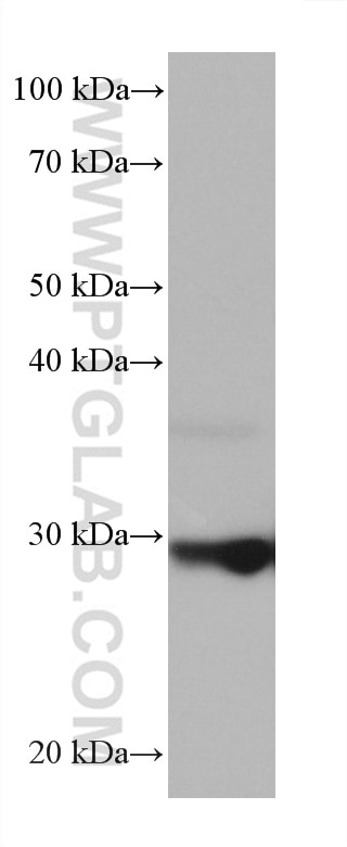 Western Blot (WB) analysis of PC-12 cells using PRDX4 Monoclonal antibody (60286-1-Ig)