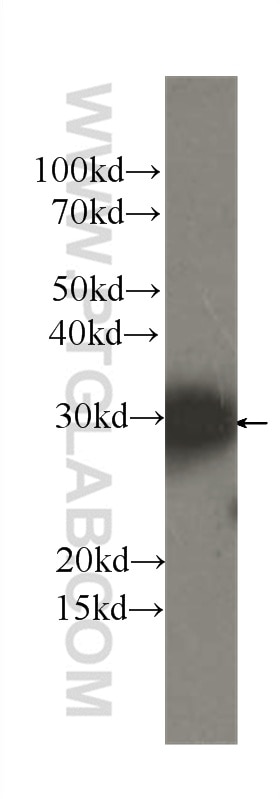 Western Blot (WB) analysis of HeLa cells using PRDX4 Monoclonal antibody (60286-1-Ig)