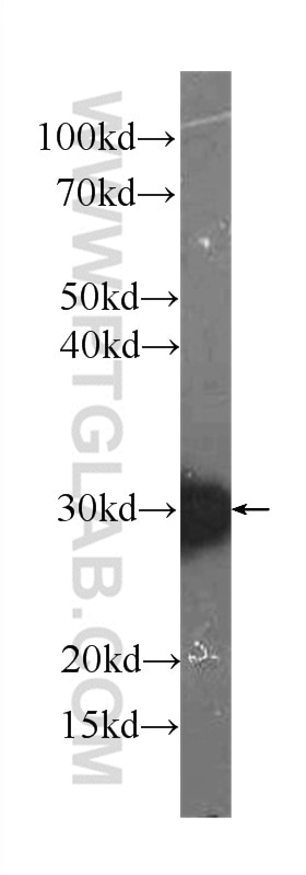 Western Blot (WB) analysis of K-562 cells using PRDX4 Monoclonal antibody (60286-1-Ig)