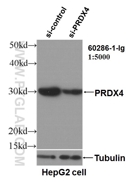 Western Blot (WB) analysis of HepG2 cells using PRDX4 Monoclonal antibody (60286-1-Ig)