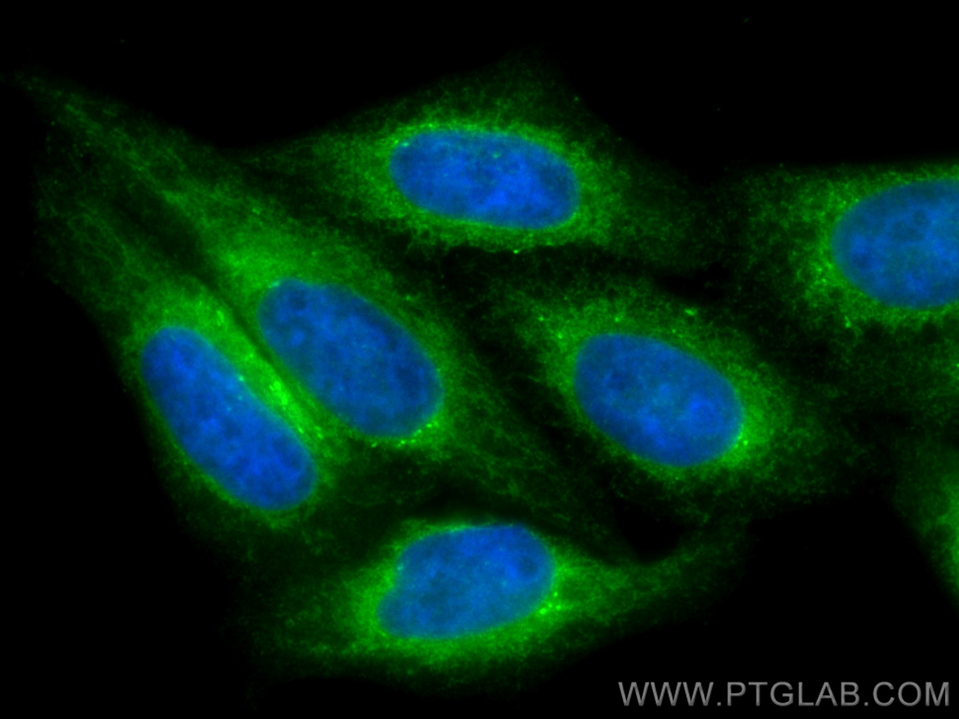 Immunofluorescence (IF) / fluorescent staining of HepG2 cells using CoraLite® Plus 488-conjugated PRDX4 Polyclonal ant (CL488-10703)