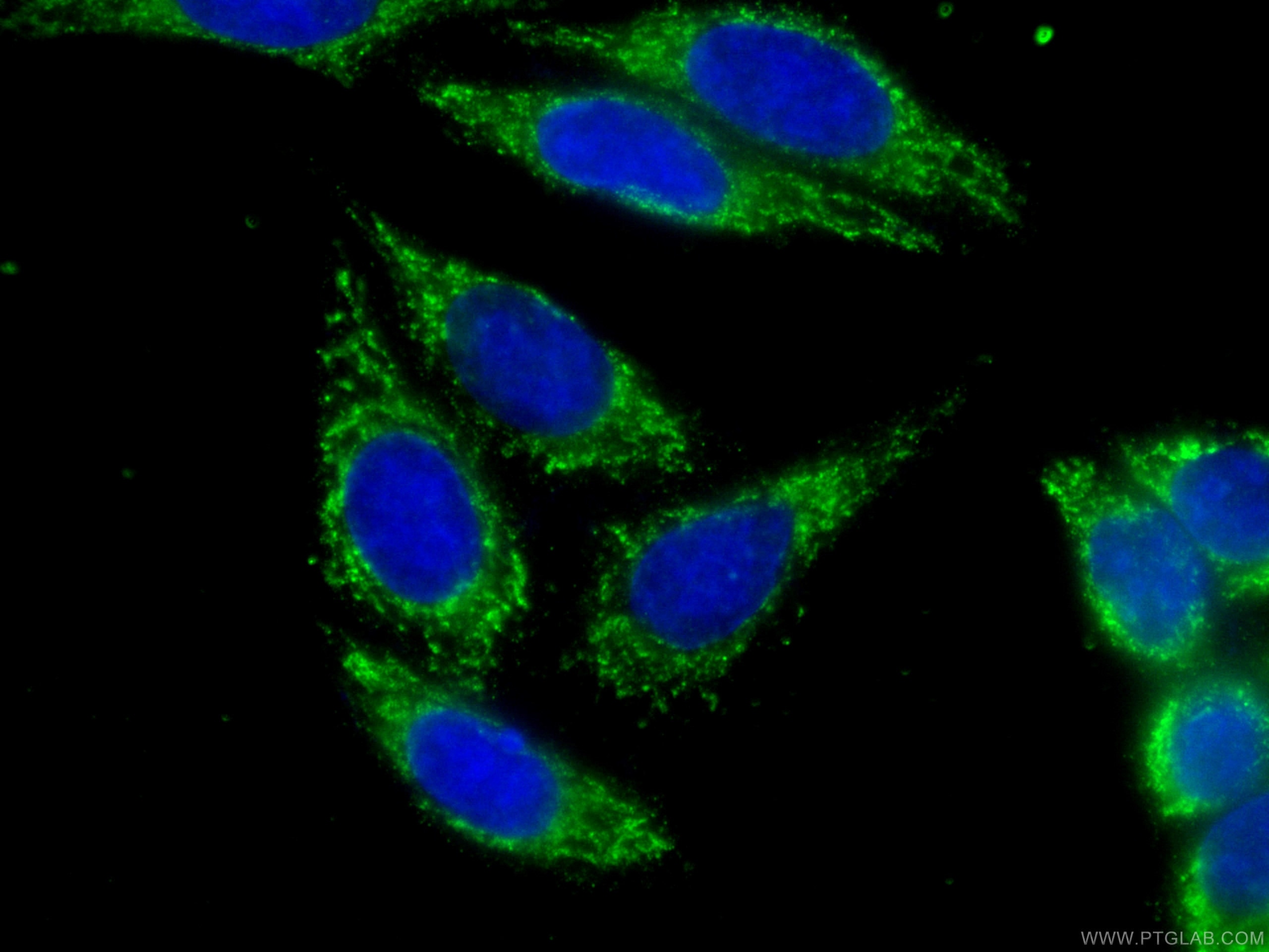 Immunofluorescence (IF) / fluorescent staining of HepG2 cells using CoraLite® Plus 488-conjugated PRDX4 Monoclonal ant (CL488-60286)